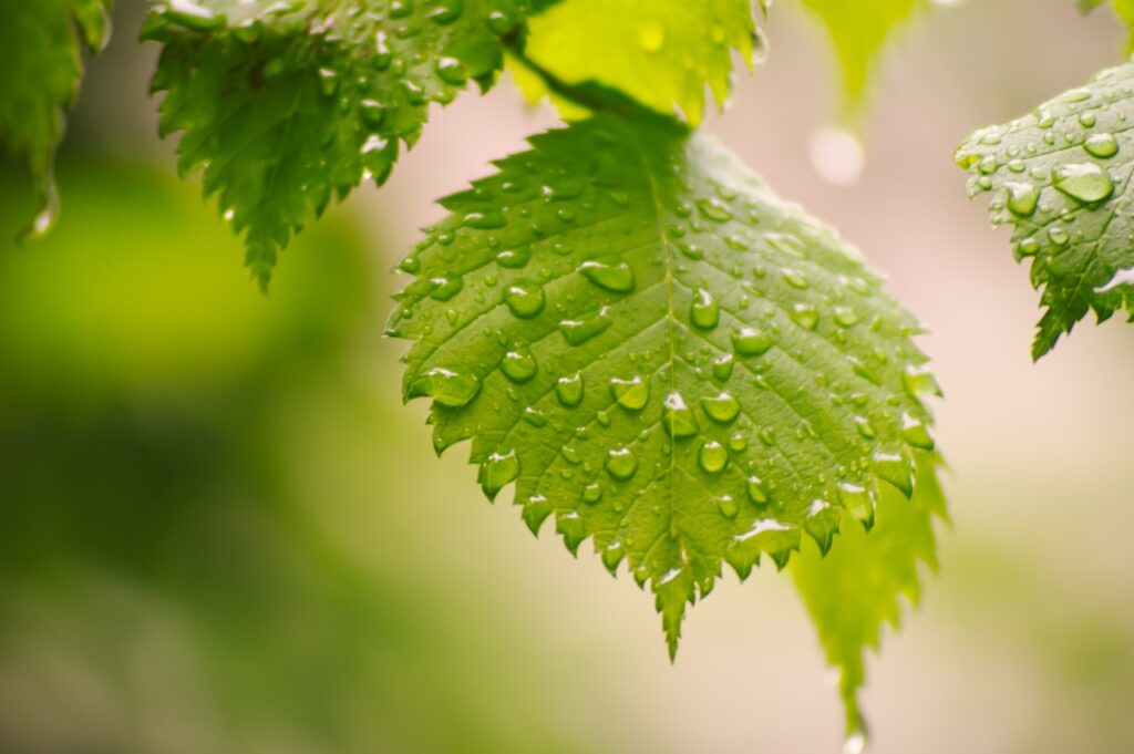 leaves, raindrops, foliage-7262727.jpg